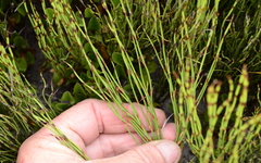 Elegia microcarpa