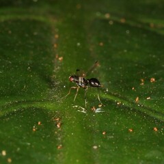 Parapalaeosepsis plebeia