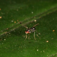 Parapalaeosepsis plebeia