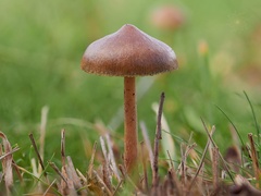 Psilocybe