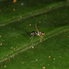 Parapalaeosepsis plebeia
