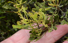 Morella quercifolia