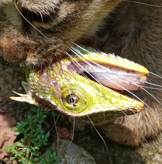 Bronchocela jubata