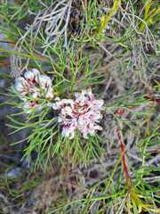 Serruria rubricaulis