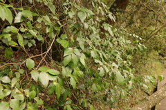 Maytenus acuminata acuminata