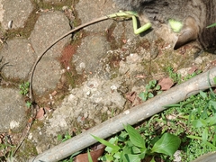 Bronchocela jubata