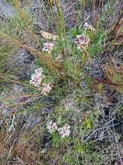 Serruria rubricaulis