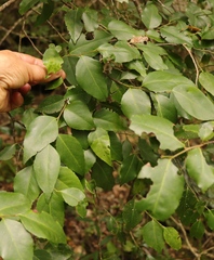 Maytenus acuminata acuminata