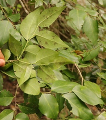 Maytenus acuminata acuminata