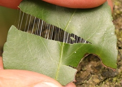 Maytenus acuminata acuminata