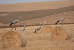 Anthropoides paradiseus