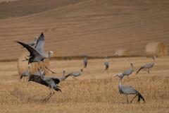 Anthropoides paradiseus