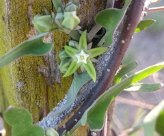 Araujia brachystephana