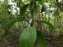 Hoya australis