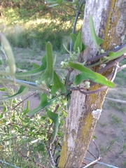 Araujia brachystephana