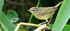 Phylloscopus schwarzi