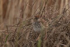 Cisticola textrix