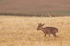 Raphicerus campestris