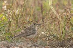 Certhilauda curvirostris brevirostris