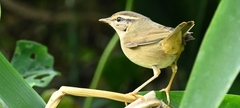 Phylloscopus schwarzi