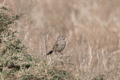 Cercotrichas coryphoeus
