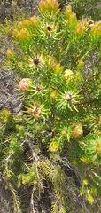 Leucadendron teretifolium