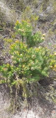 Leucadendron teretifolium