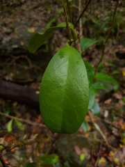 Hoya australis