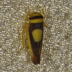 Colladonus clitellarius