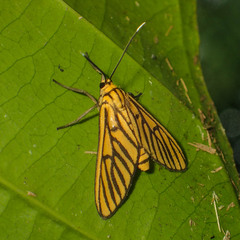 Amata tigrina