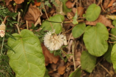 Gerbera cordata