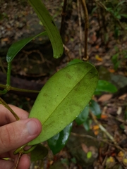 Hoya australis