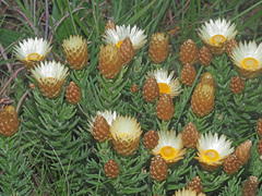 Helichrysum herbaceum
