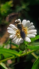 Lasioglossum fuscipenne