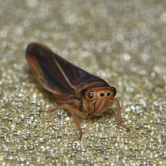 Idiodonus kennicotti