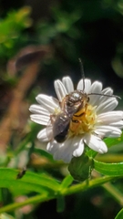 Lasioglossum fuscipenne