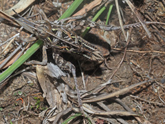 Transvaaliana draconis