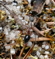 Camponotus intrepidus