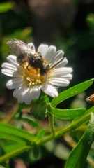 Lasioglossum fuscipenne