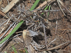 Transvaaliana draconis