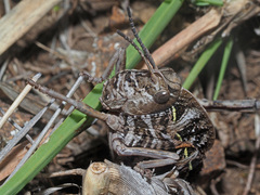 Transvaaliana draconis