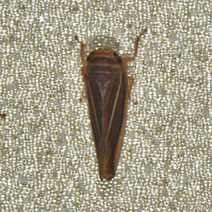 Idiodonus kennicotti