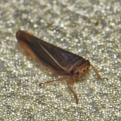 Idiodonus kennicotti