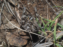 Transvaaliana draconis