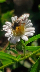 Lasioglossum fuscipenne