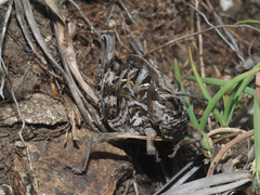 Transvaaliana draconis