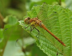 Sympetrum striolatum