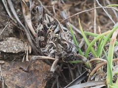 Transvaaliana draconis