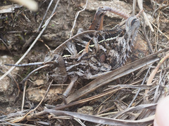 Transvaaliana draconis