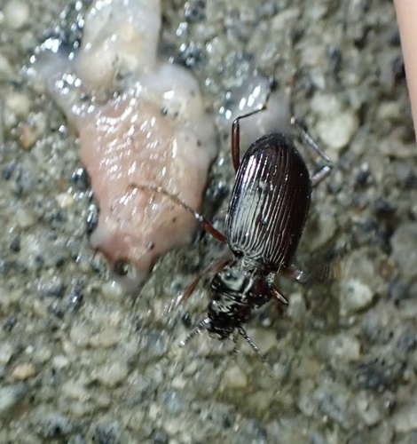bežec vrchovský (Nebria rufescens)